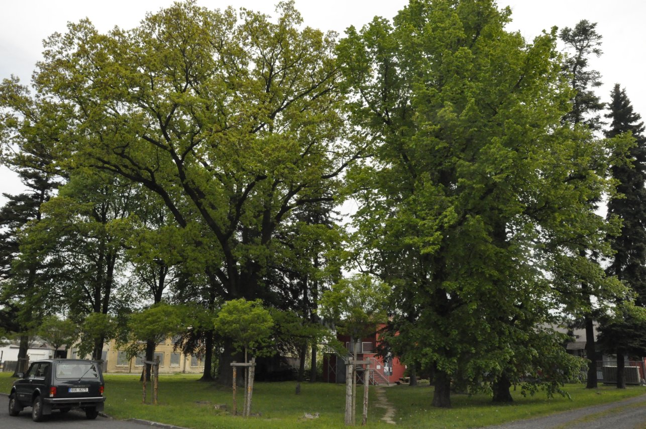 Seznam památných stromů ve Šluknově se opět rozšířil